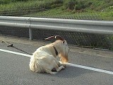 道路にいる山羊